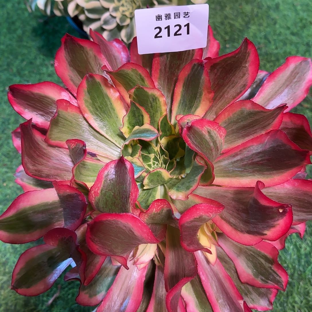 多肉植物魅影2121