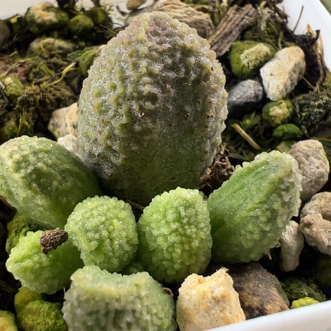 实生新品大苗多肉植物水泡