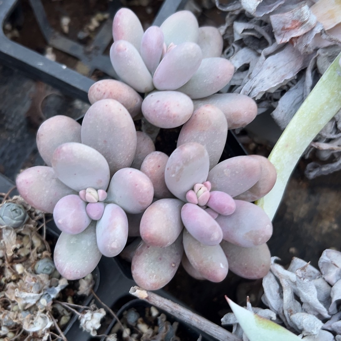 多肉植物鸡蛋奶酪