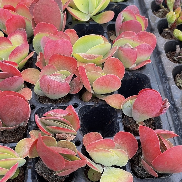 小唐印1元带土发过