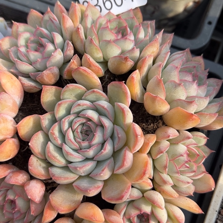 幸运儿是一位非常优秀幸运