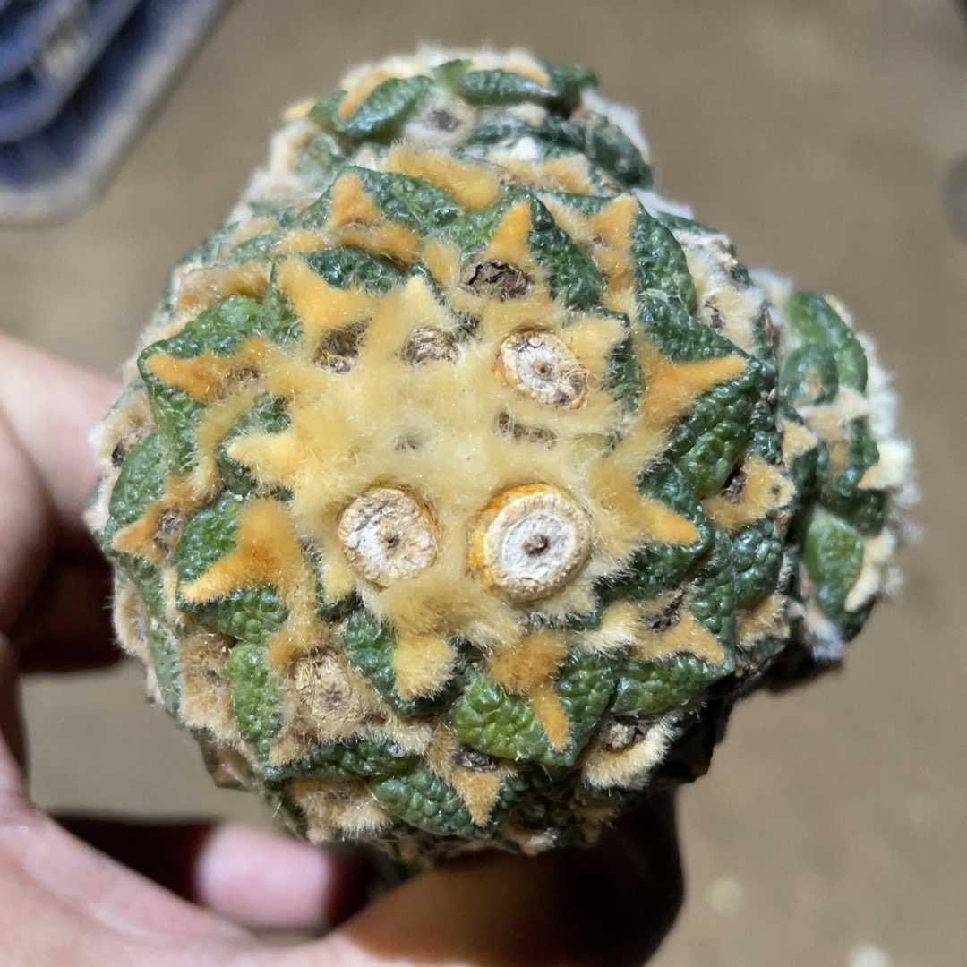 仙人球开花 939仙人球