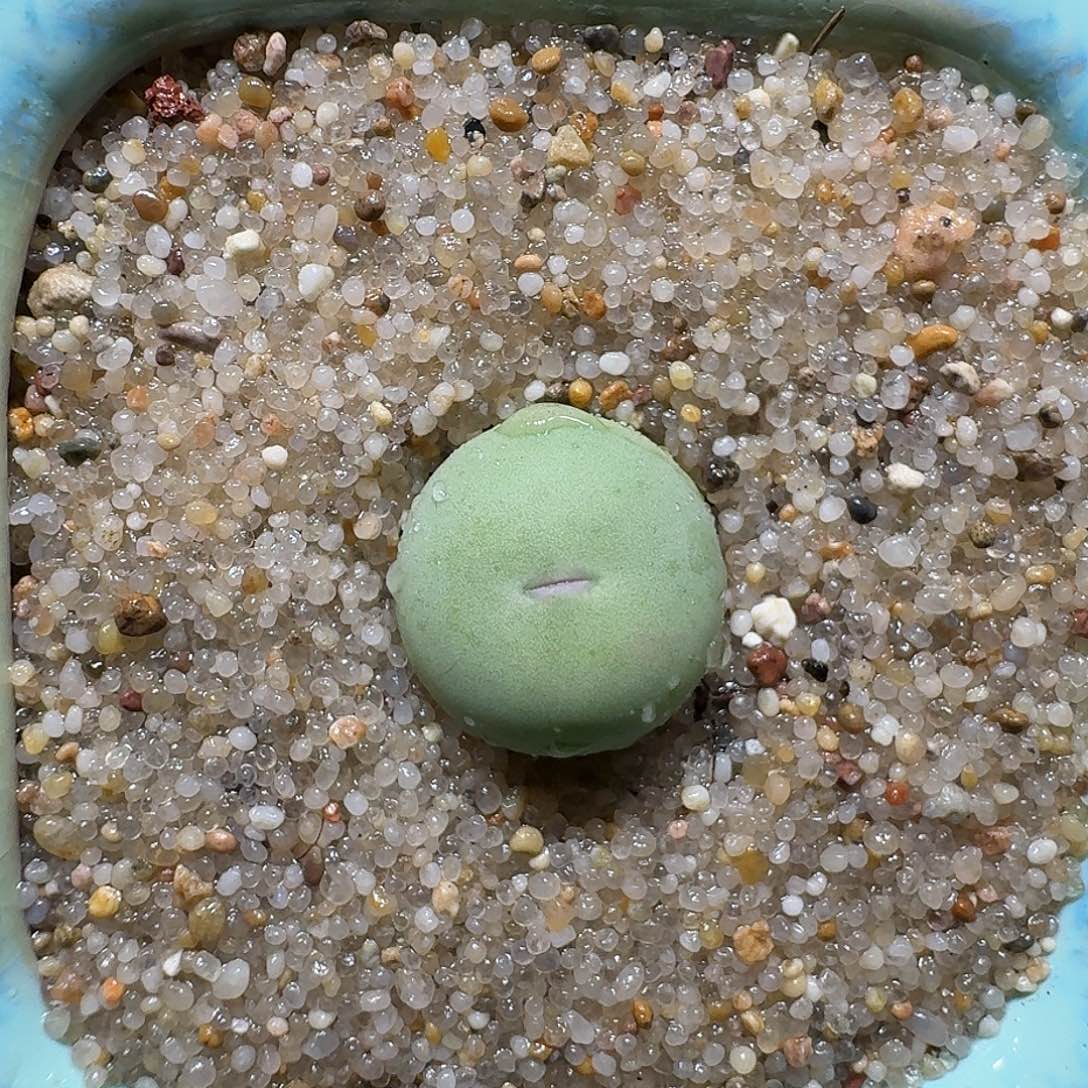 红陶蘑菇528鸽子蛋