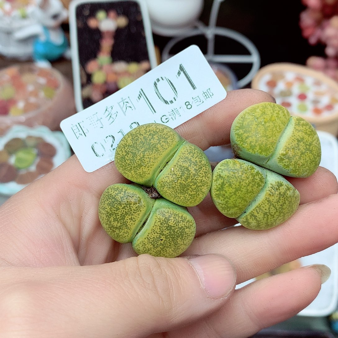 郎哥多肉生石花13-101