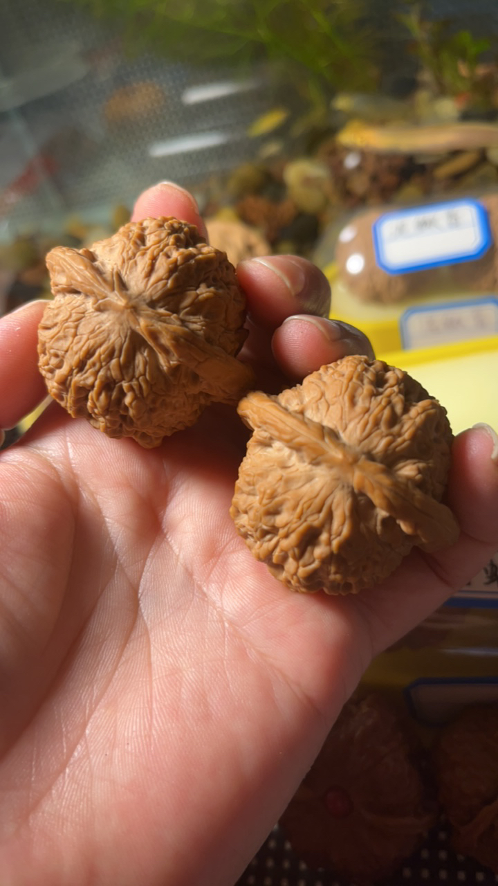全品血麒麟，高冷哥