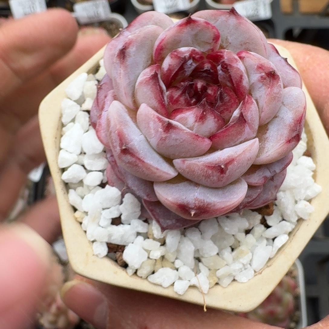 恐***浓脱土发手机的基督教世界经济