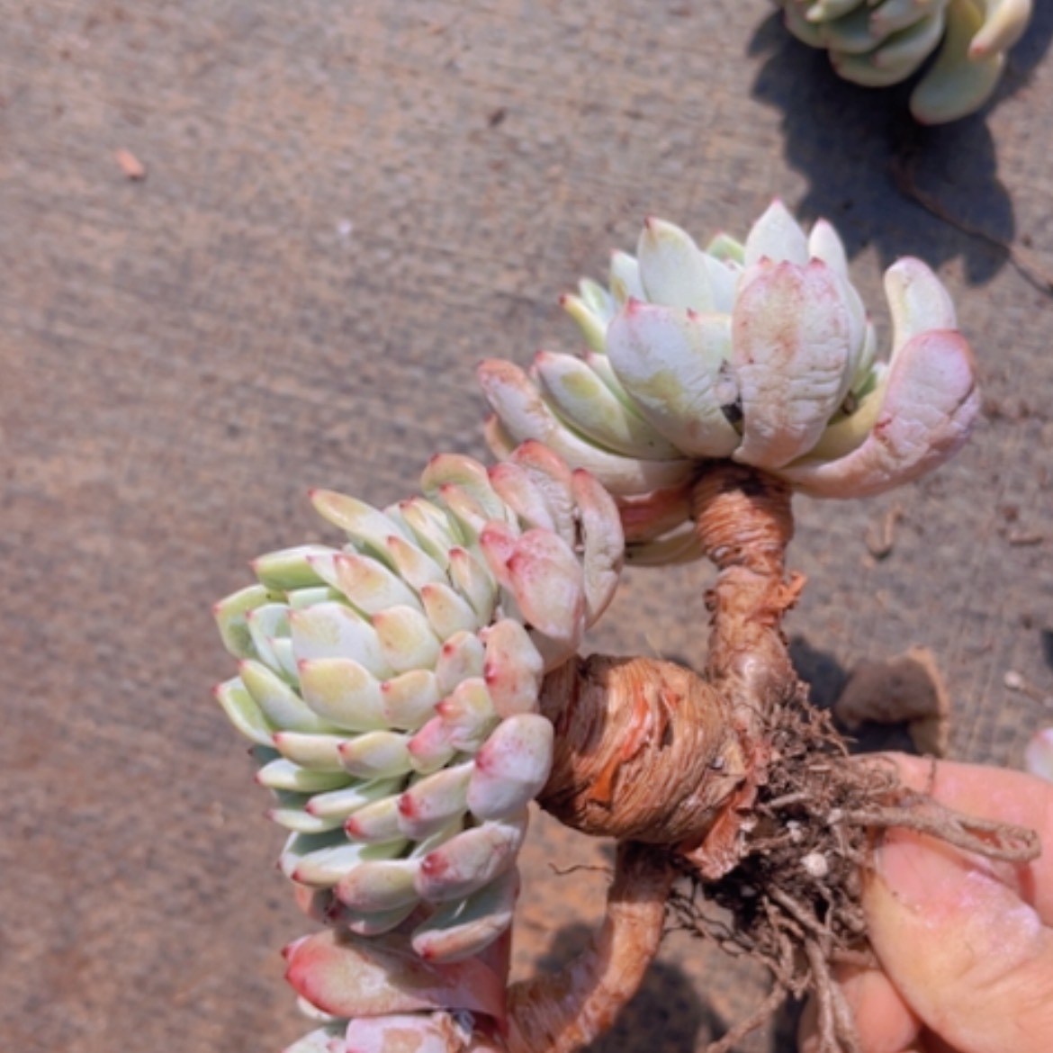 【闪购商品】雪爪20130