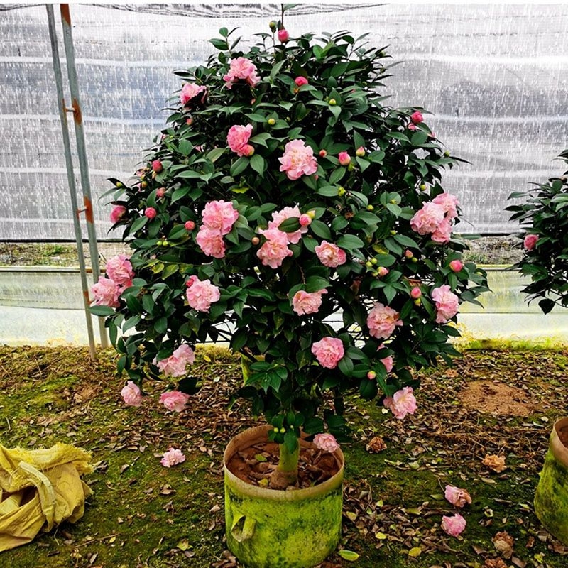 千里香茶花树苗盆栽香妃带花苞浓香绿植粉色山茶花直播间一物一拍