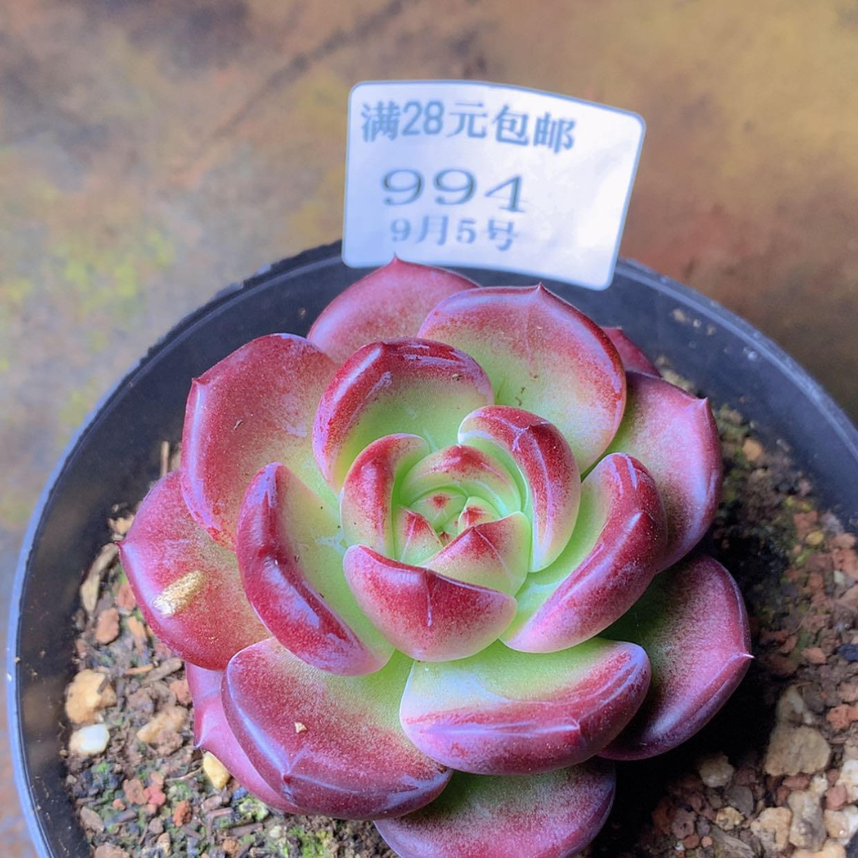 【闪购商品】云994号黑武士7厘米