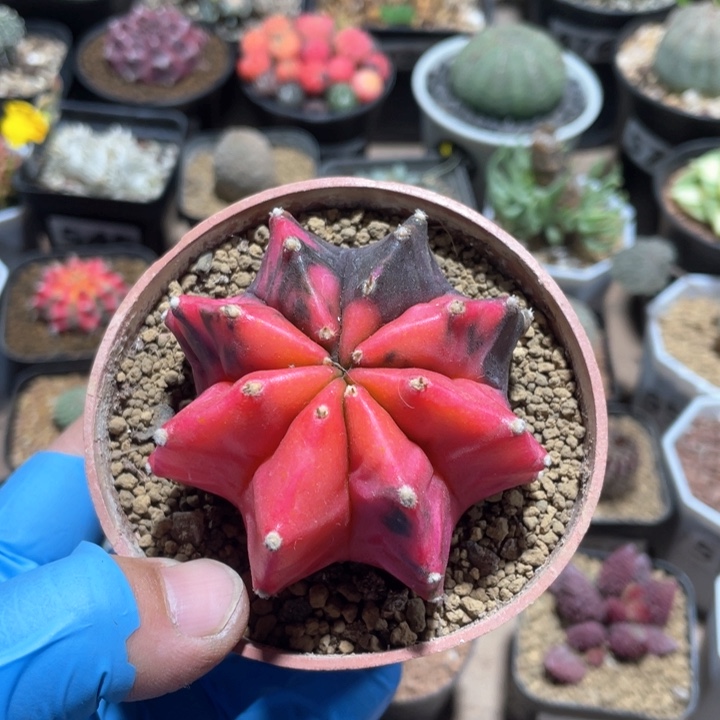 汇***暖664大牡丹自然锦