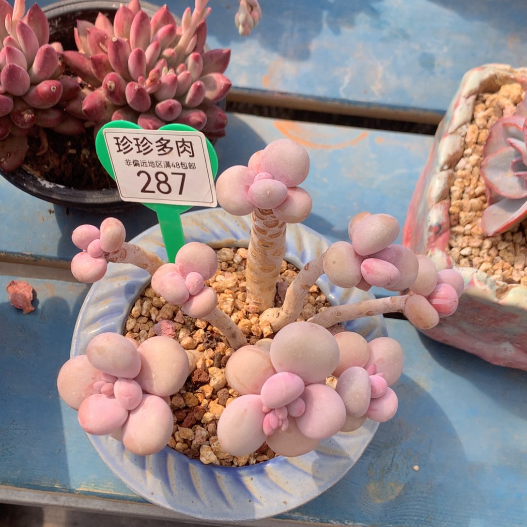 桃蛋老桩无砍287