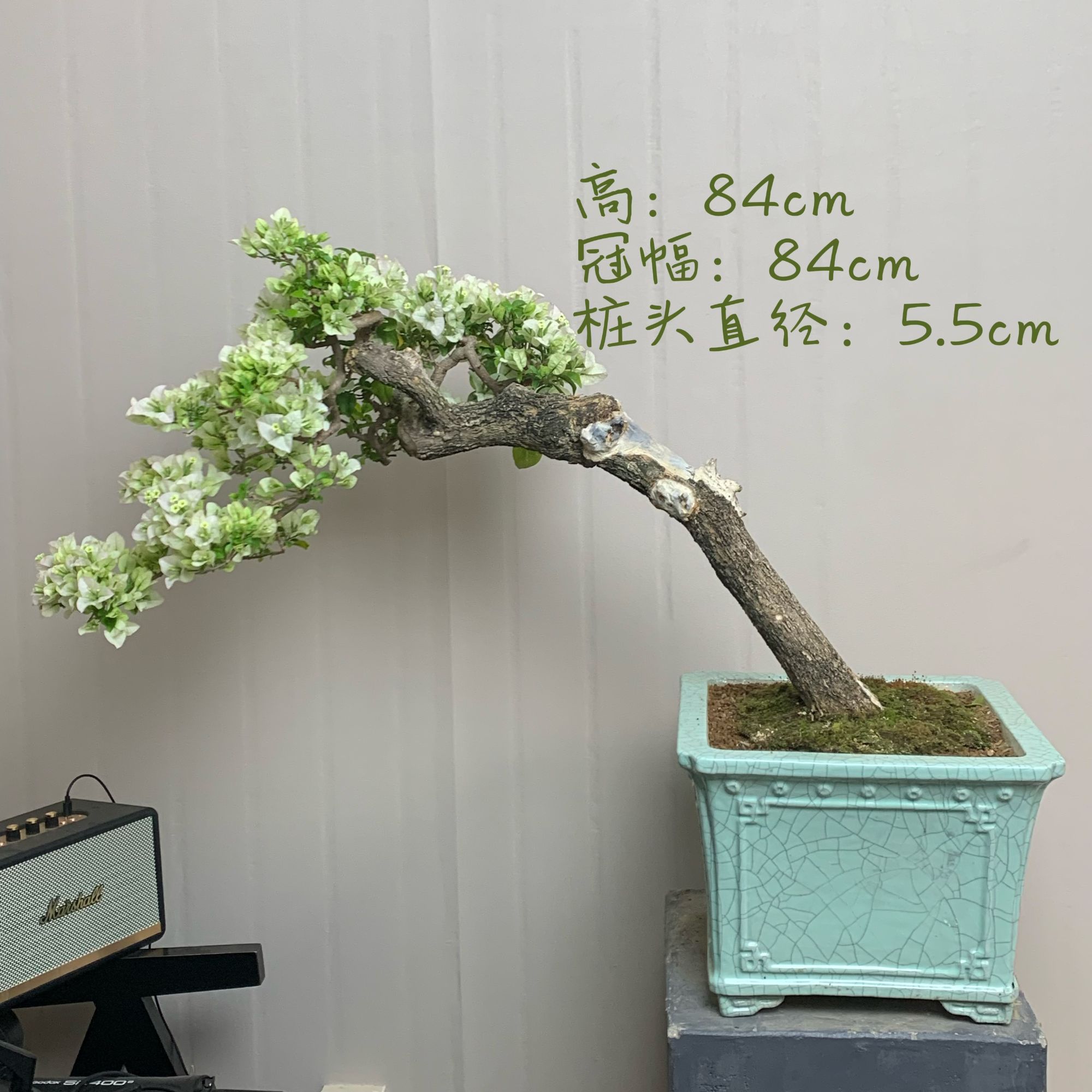 白雪公主 没有七个小矮人造型盆景 精品老桩三角梅 