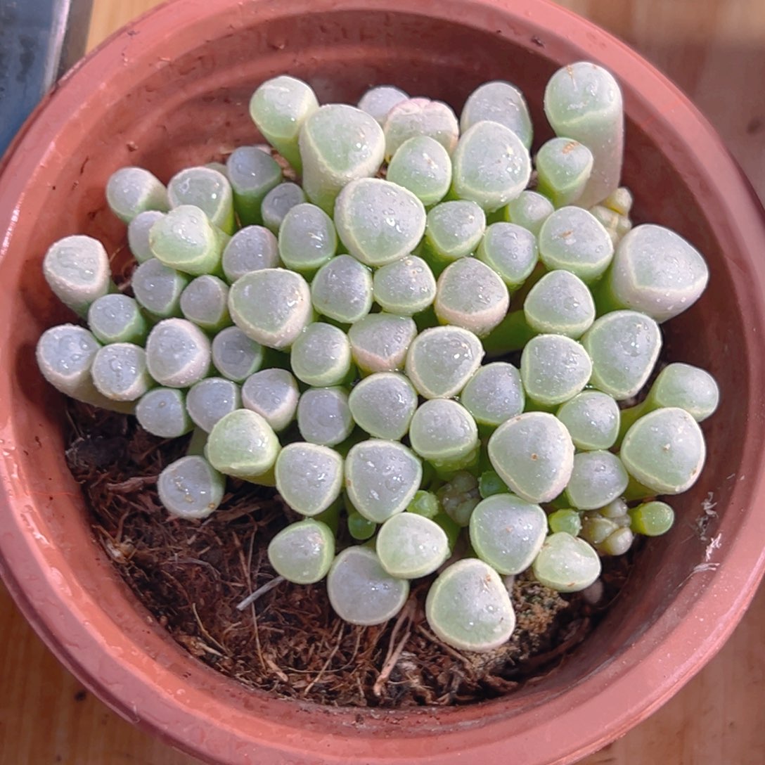 五十玲玉玉露多肉多肉