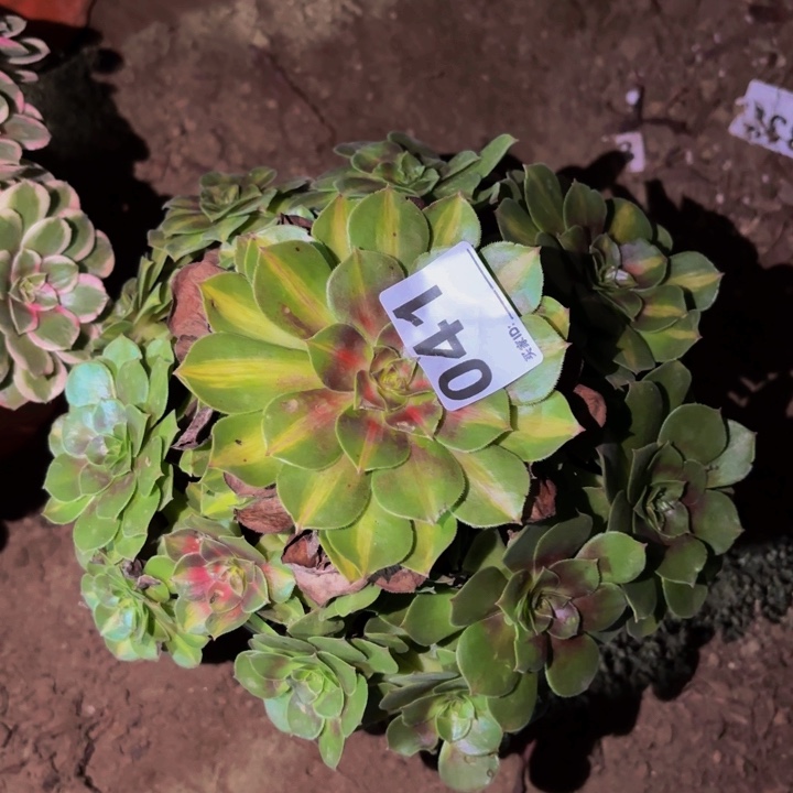 041雨荷多肉植物不售后中班