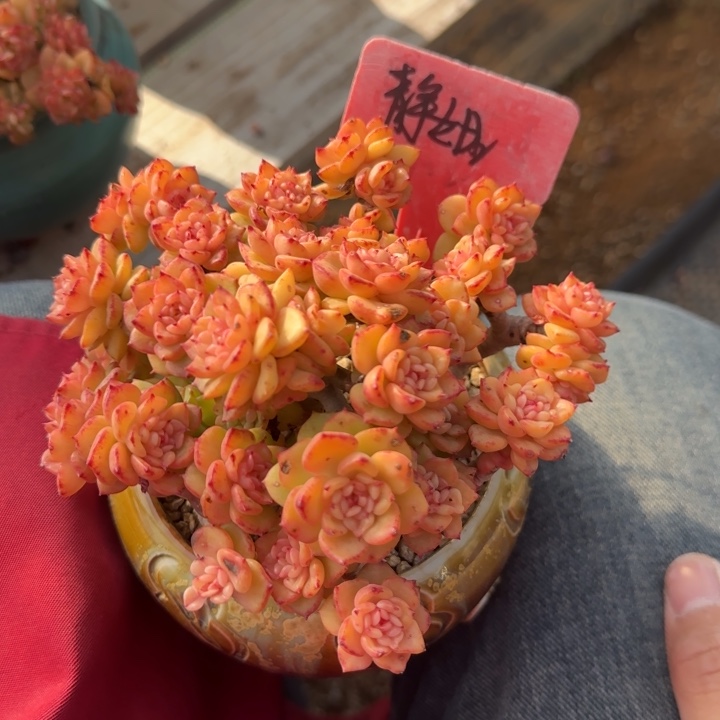 蜡牡丹老桩多肉五十包邮