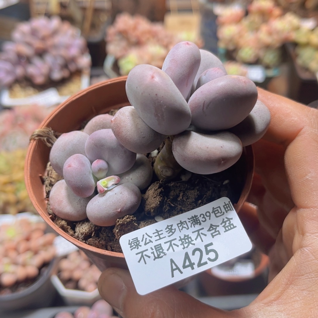 425大叶奶酪7cm多肉