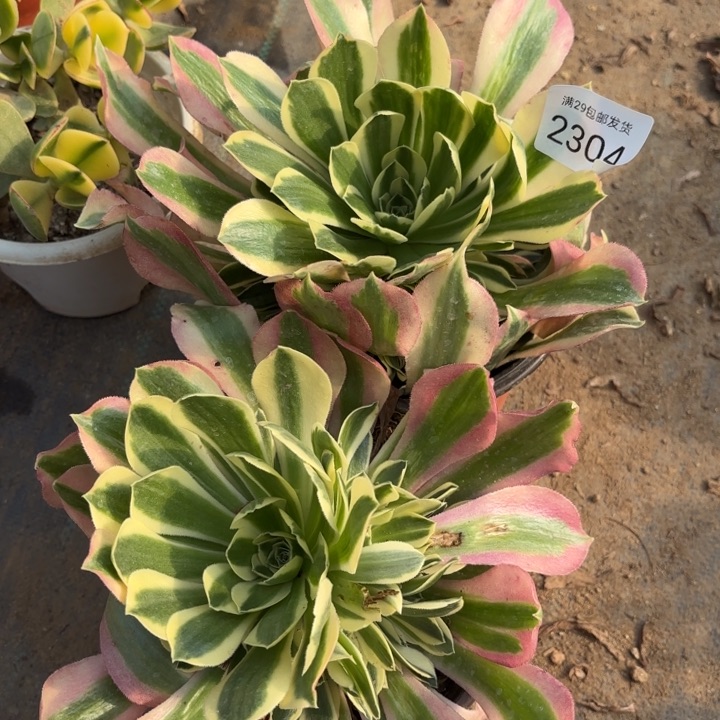 2颗多肉法师2304