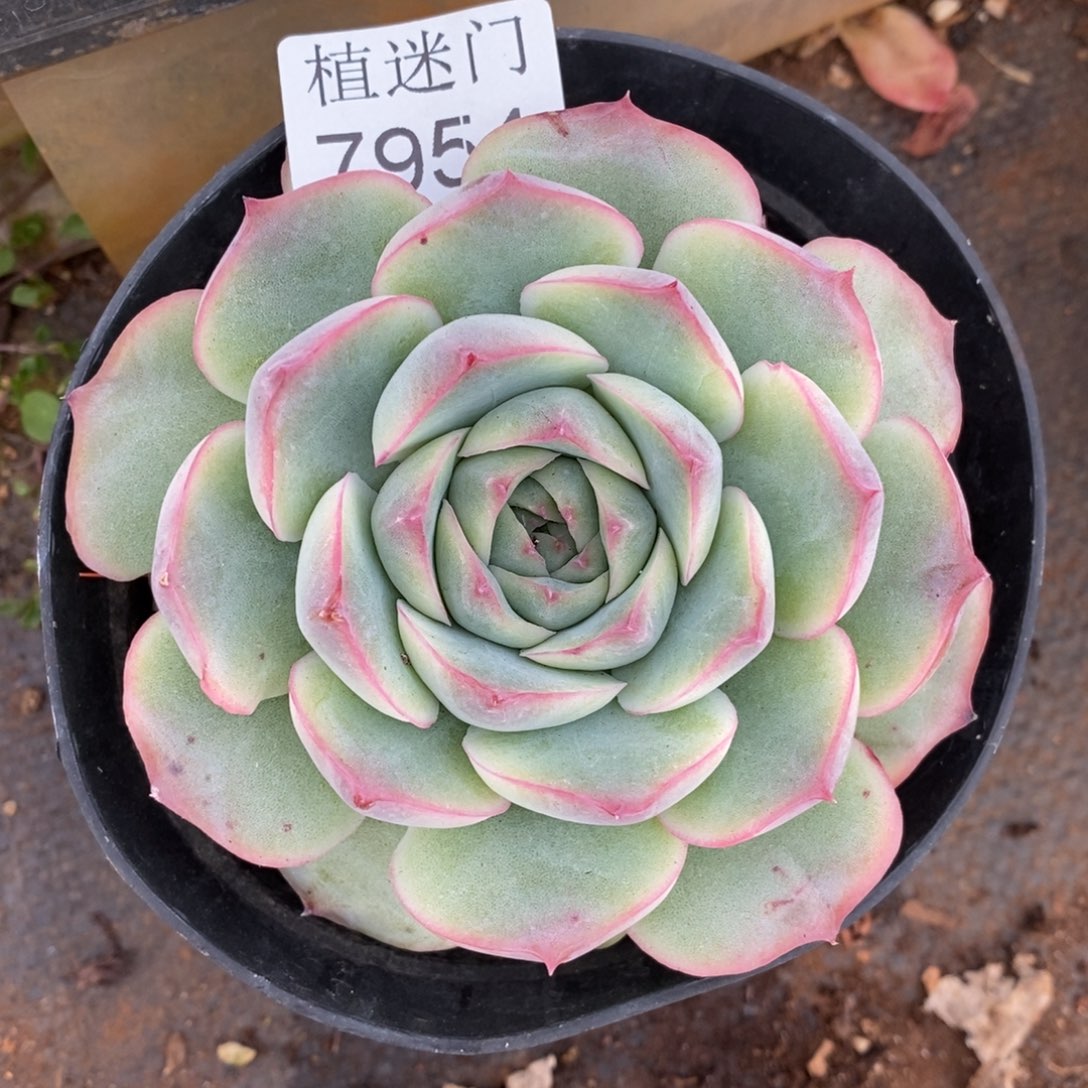 橙***子杂交精品多肉7954~10厘米