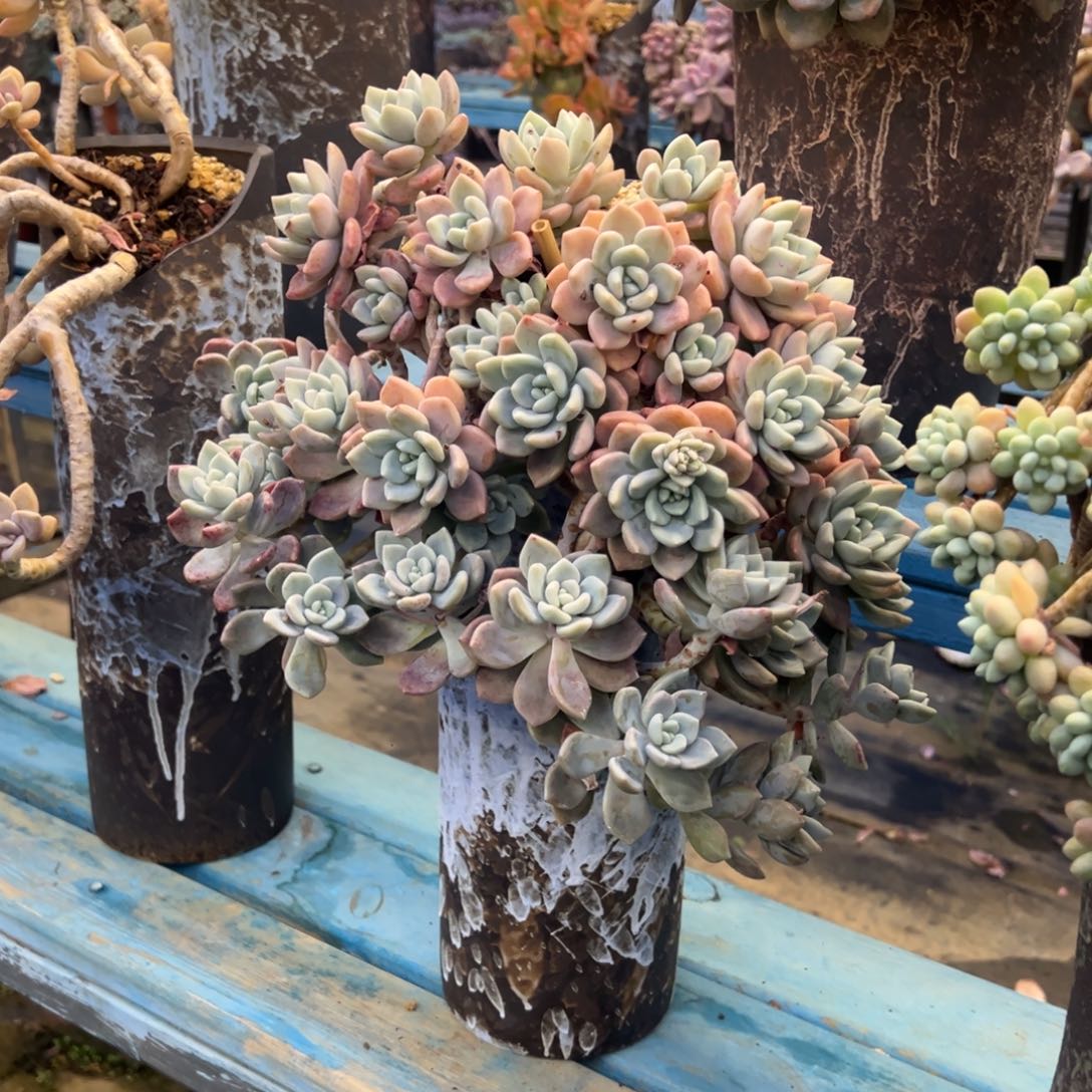 露养老桩脱土裸根克洛伊