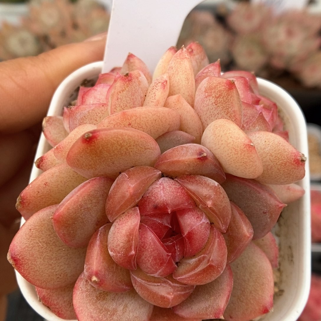 琴心群生可拍590号。 