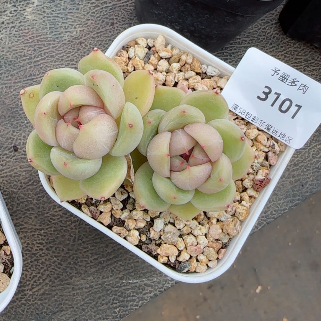 皮埃拉珍妮，3101多肉植物