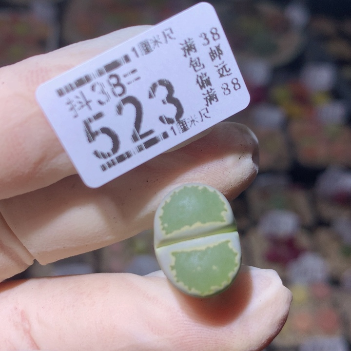 呱精品生石花38.523