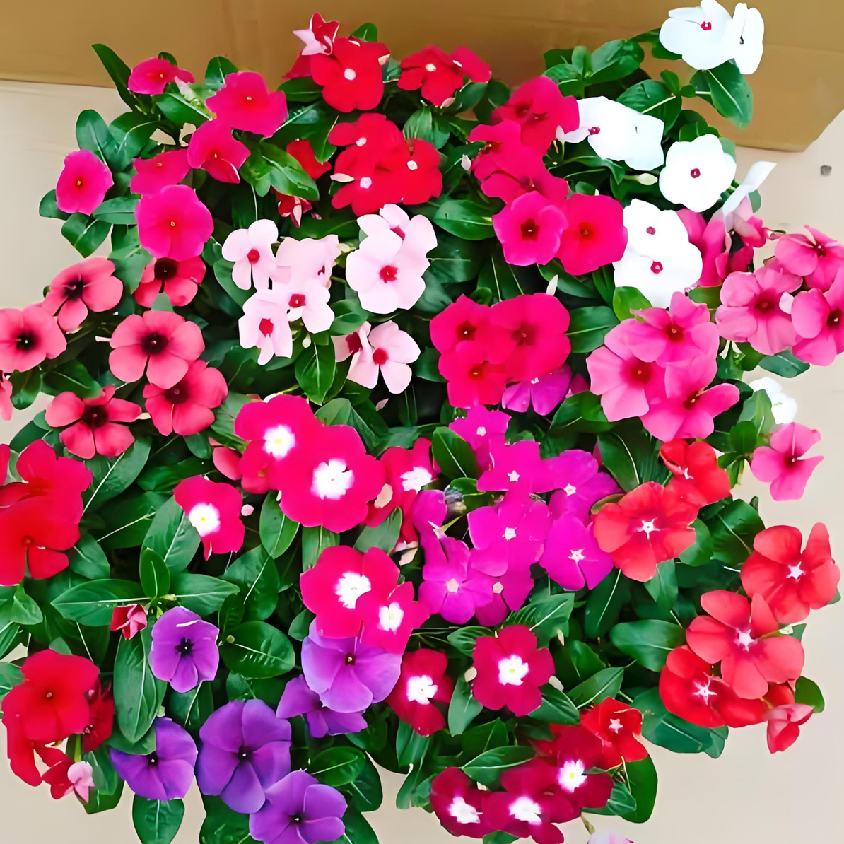 (一盆三色，颜色随机）长春花天天开多年生花卉（一个月后换盆）