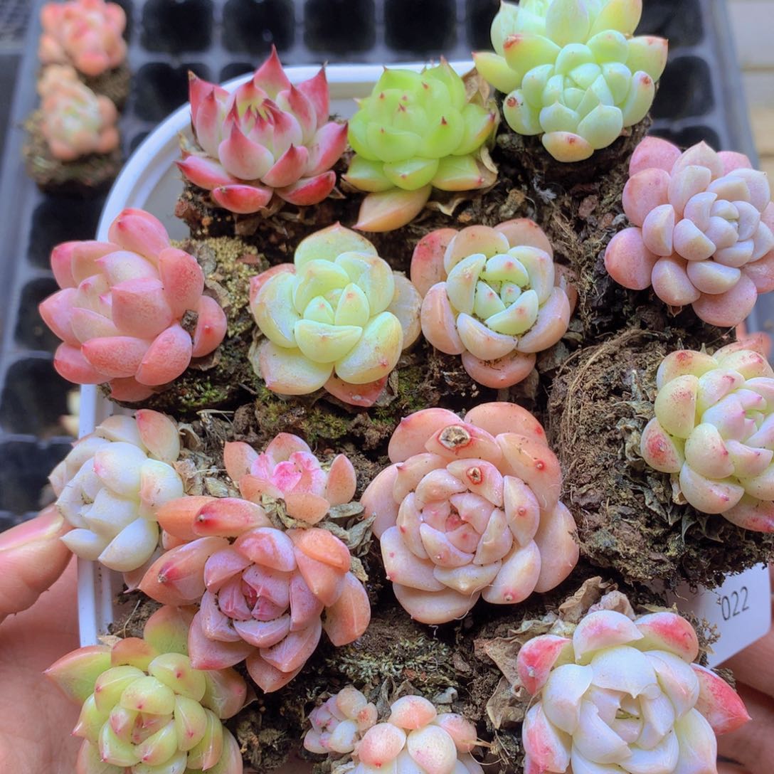 我要去买东西吃啊022