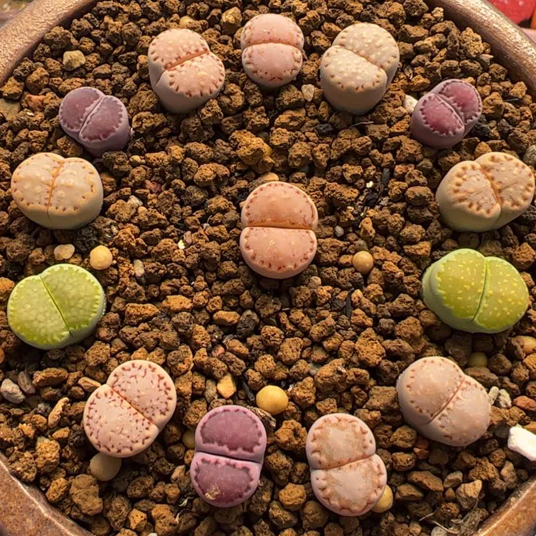 285多肉植物百科