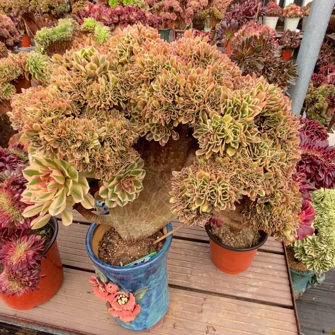 无花朵女神缀化老庄