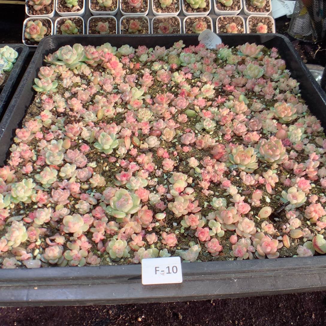 F10月英语英语英语