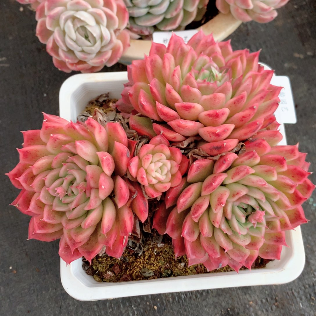 8901杂交多肉植物基地