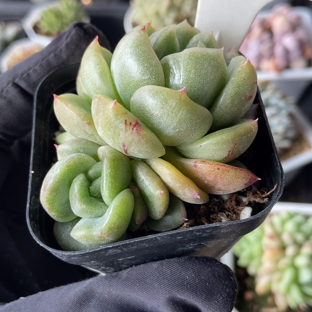 1022白玫瑰石化多肉植物