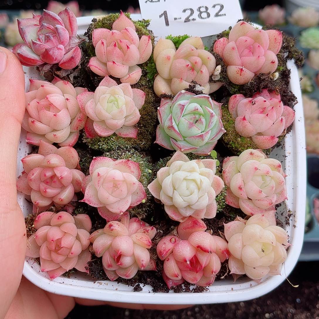 1-282 新疆西藏内蒙不发 2-3公分12.8包邮