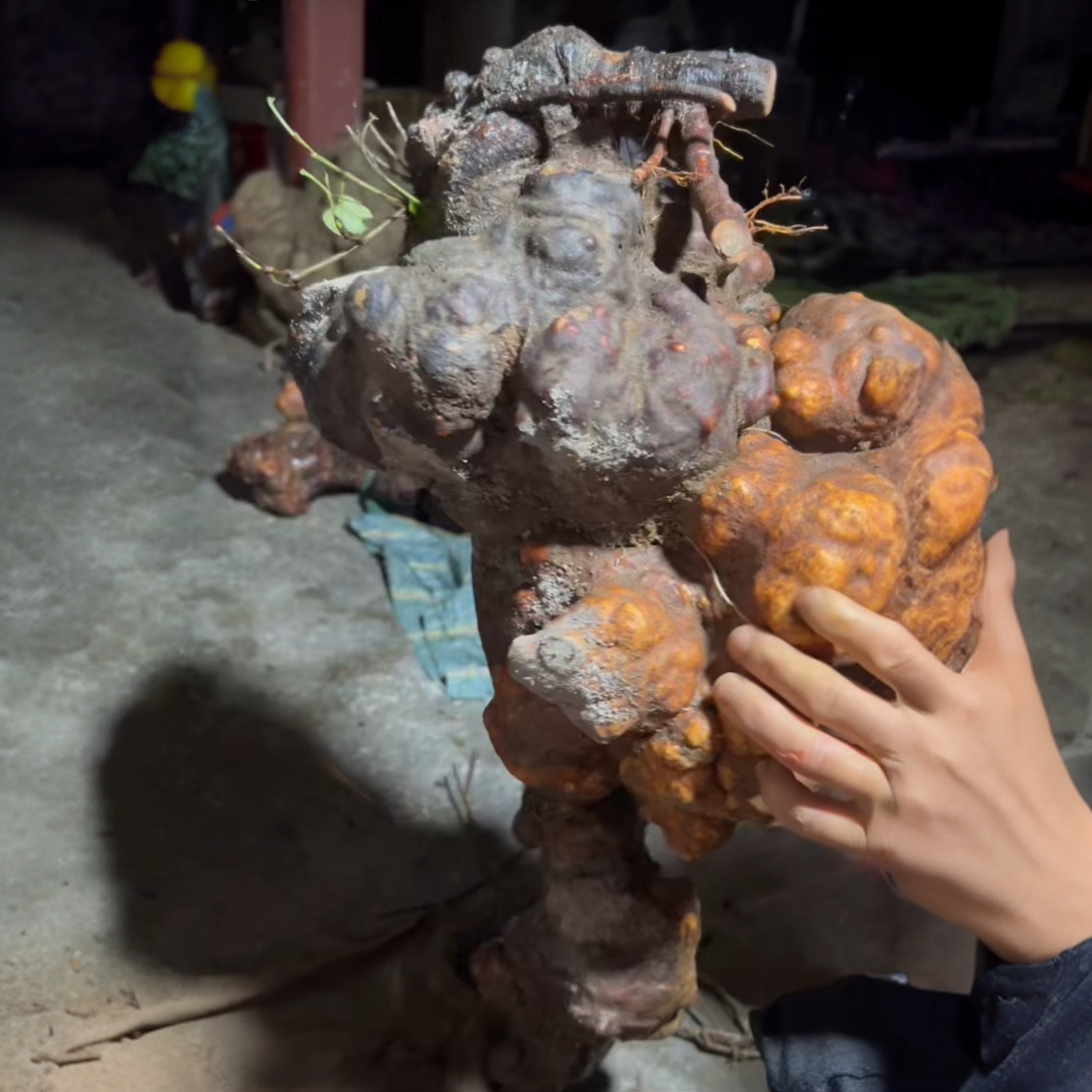 云南深山千年何首乌