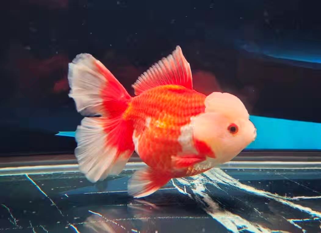 活体精品泰狮金鱼，自家渔场养殖观赏鱼（图片仅供参考）