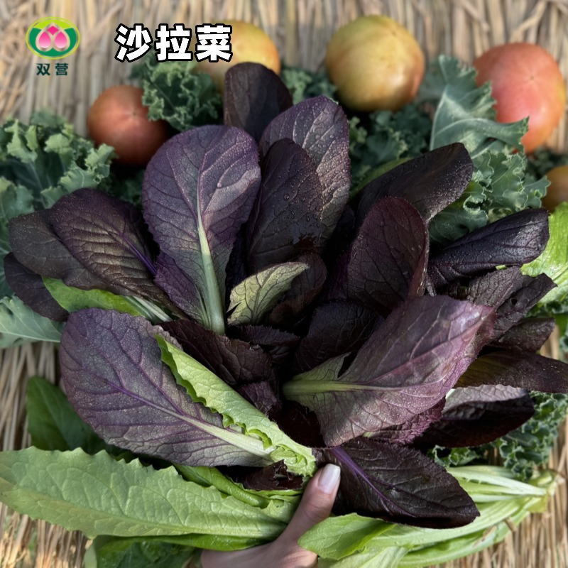 北京有机农场沙拉自选菜