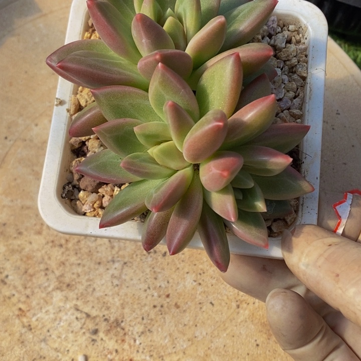 迷雾泡泡3头无砍群
