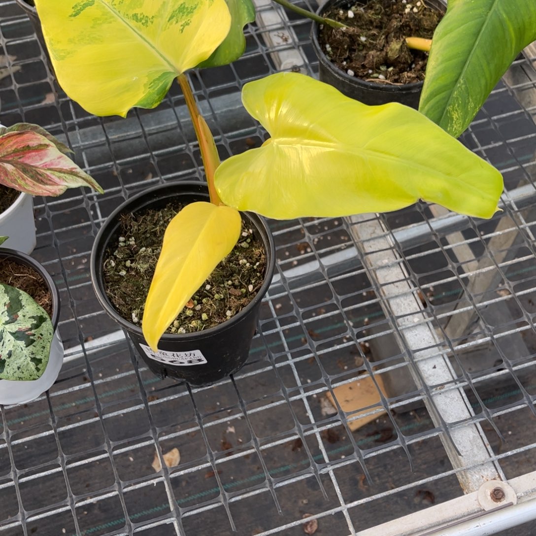 一***妮无花朵            568芒果奶昔不包售后