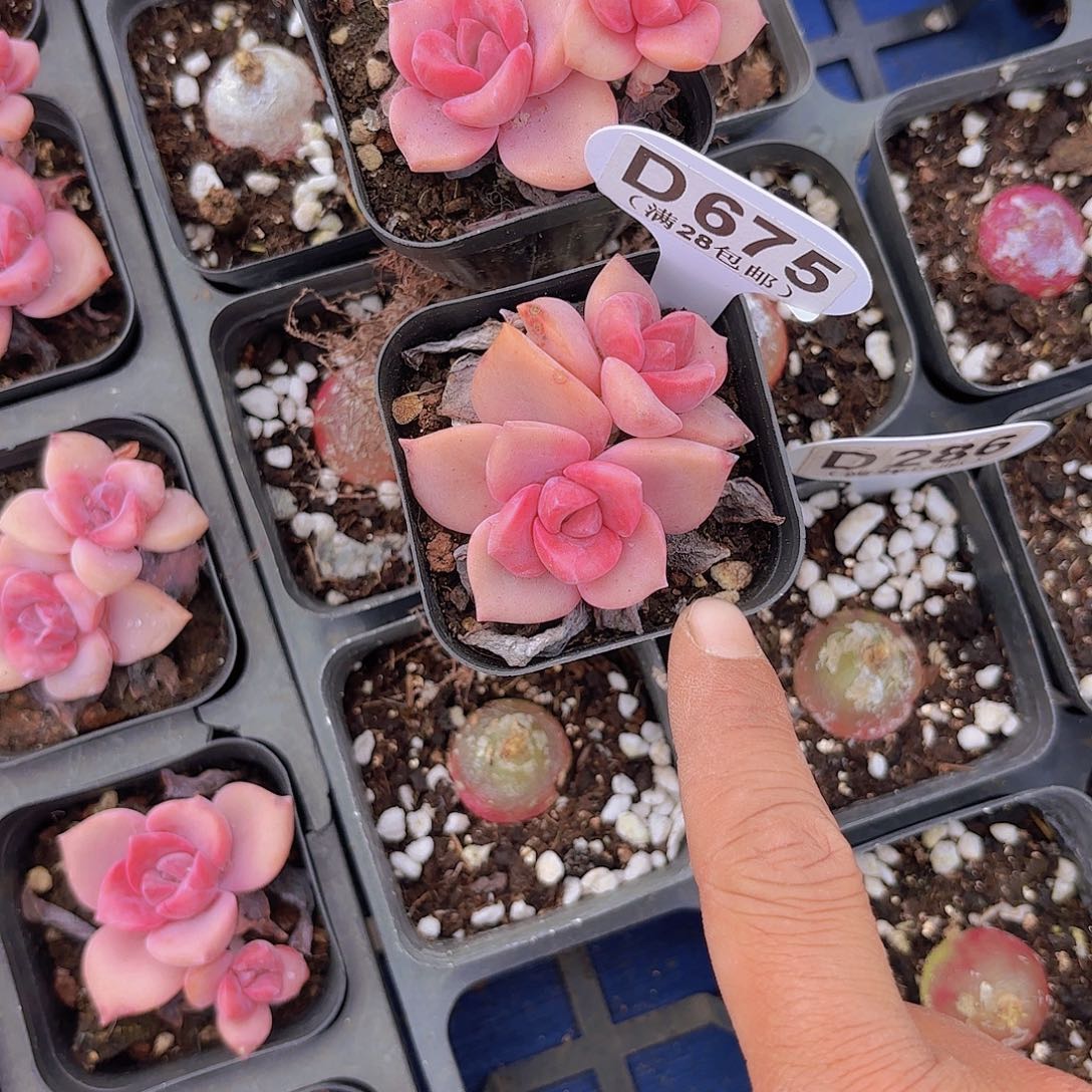 冰***?D675彩虹糖一物一拍