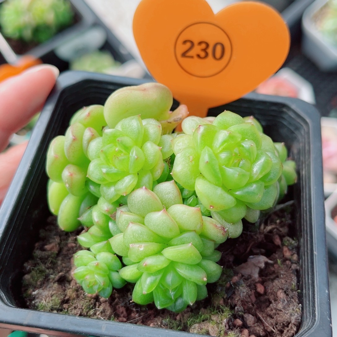 230号小老桩灯泡珍妮群