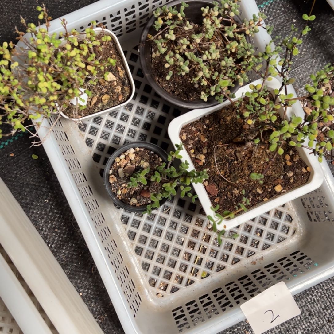 2号套餐老桩福利精品