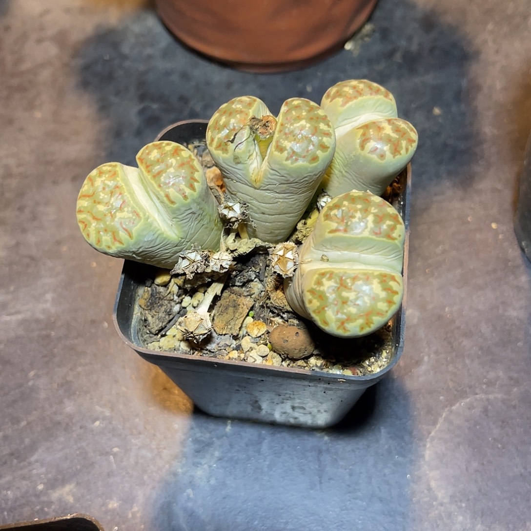 子播实生的生石花大群