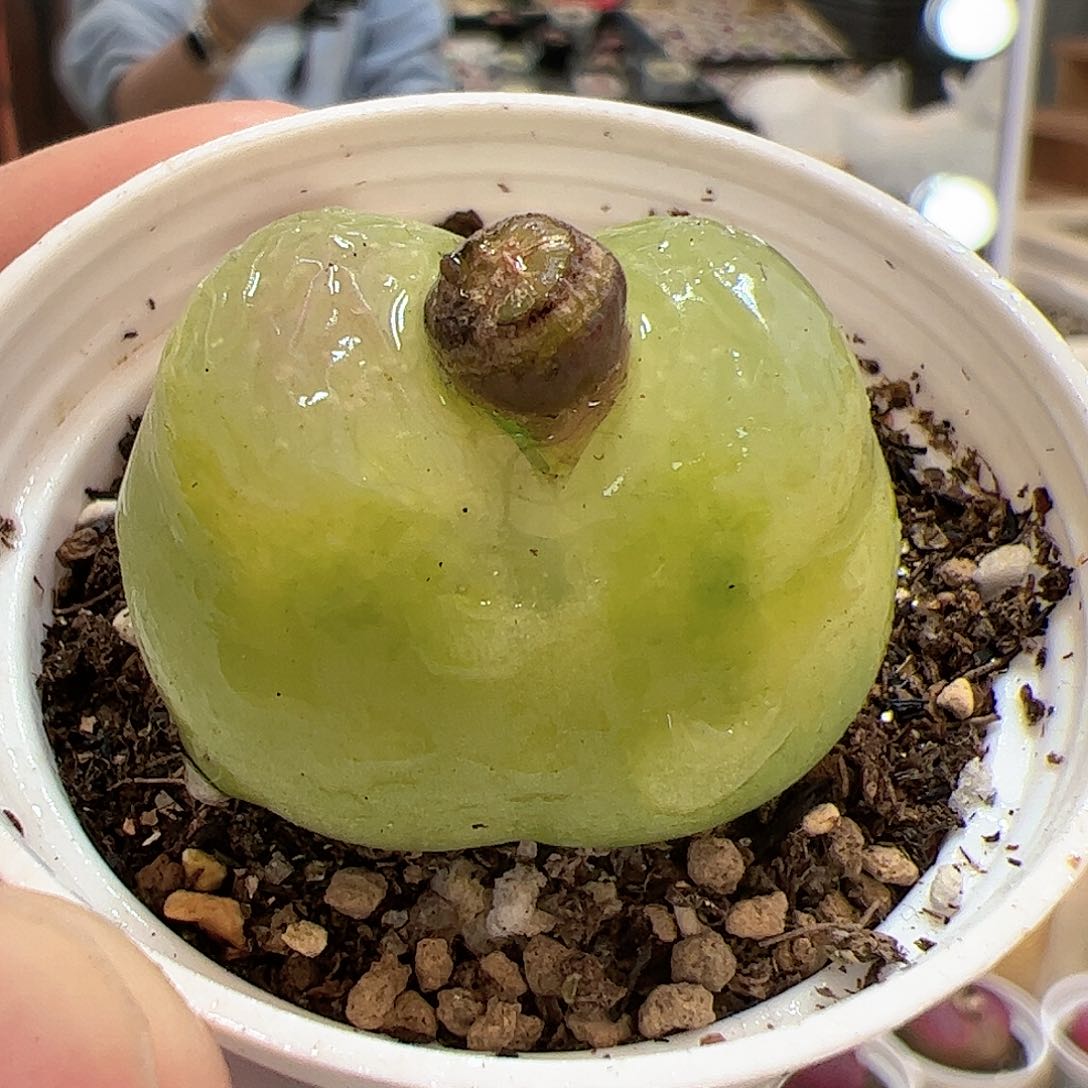 【闪购商品】185 o泡