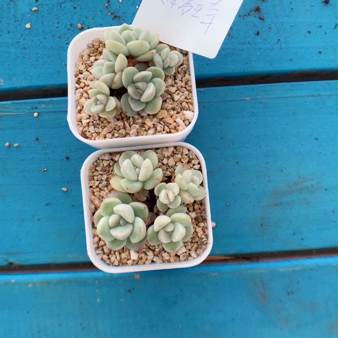 ?***琦多肉植物。 冰玉