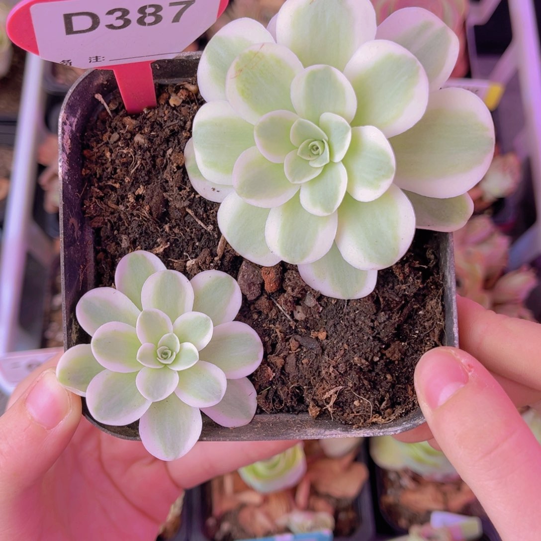 单品一物一拍黄锦春晓387