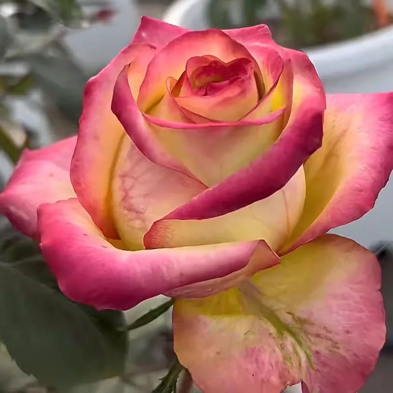 火山 新品复色高杯玫瑰月季