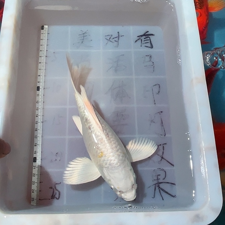 蝴蝶鲤渔场直发84