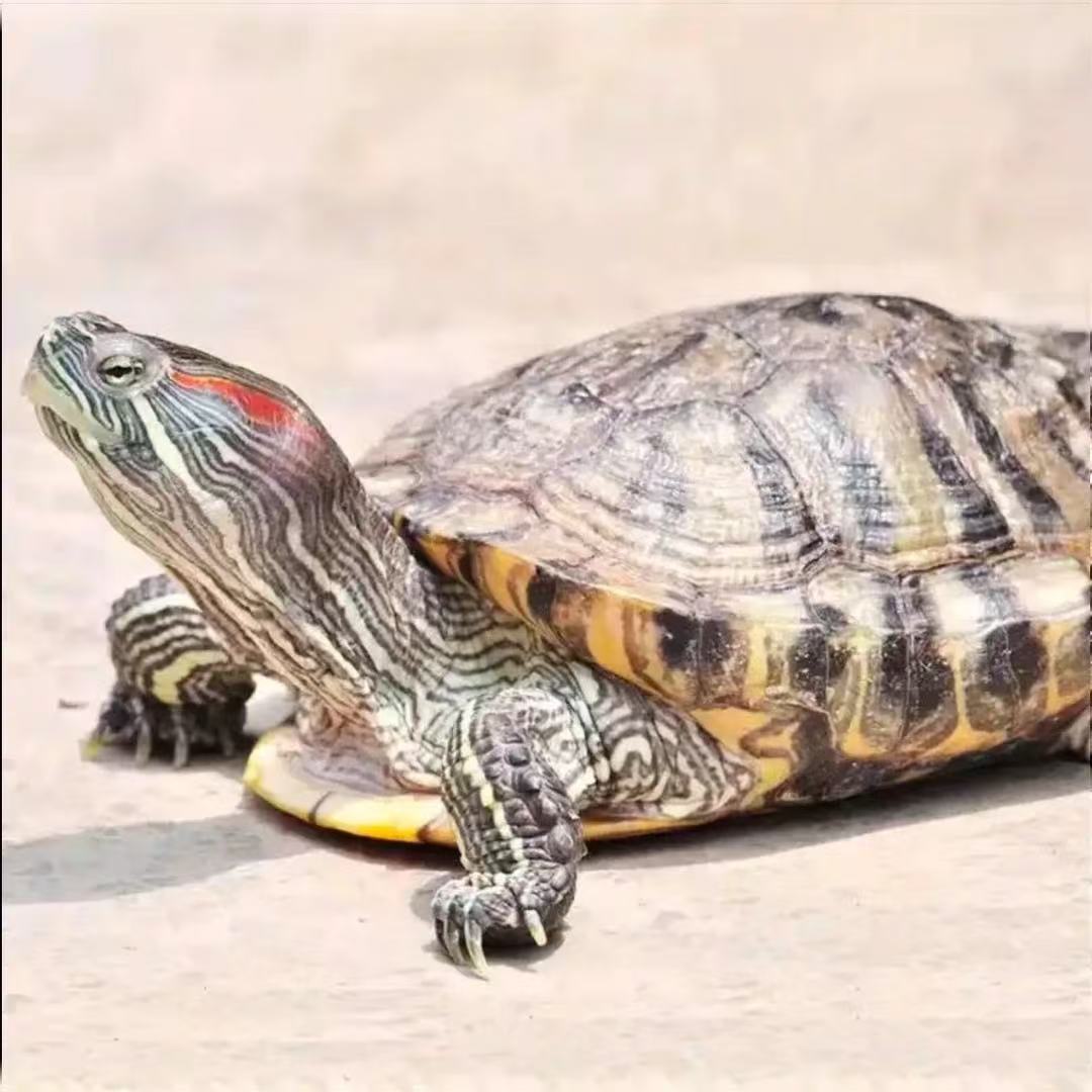 活体宠物通用链接