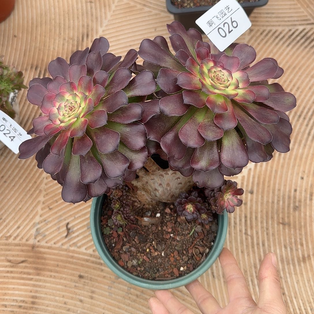 026多肉 月婵缀福利